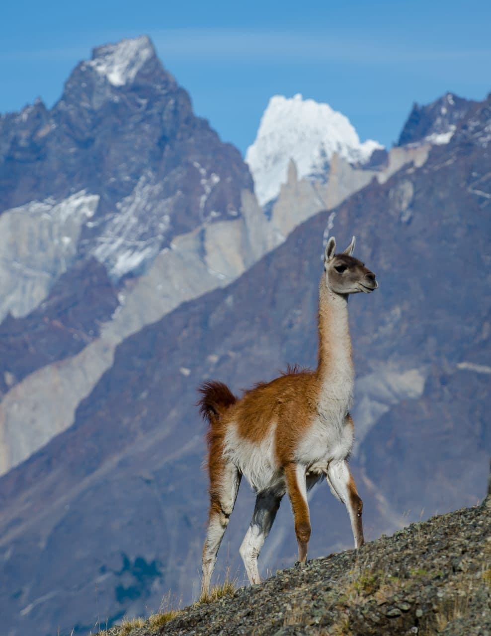 El Calafate